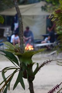 Campfire at Waves Campground